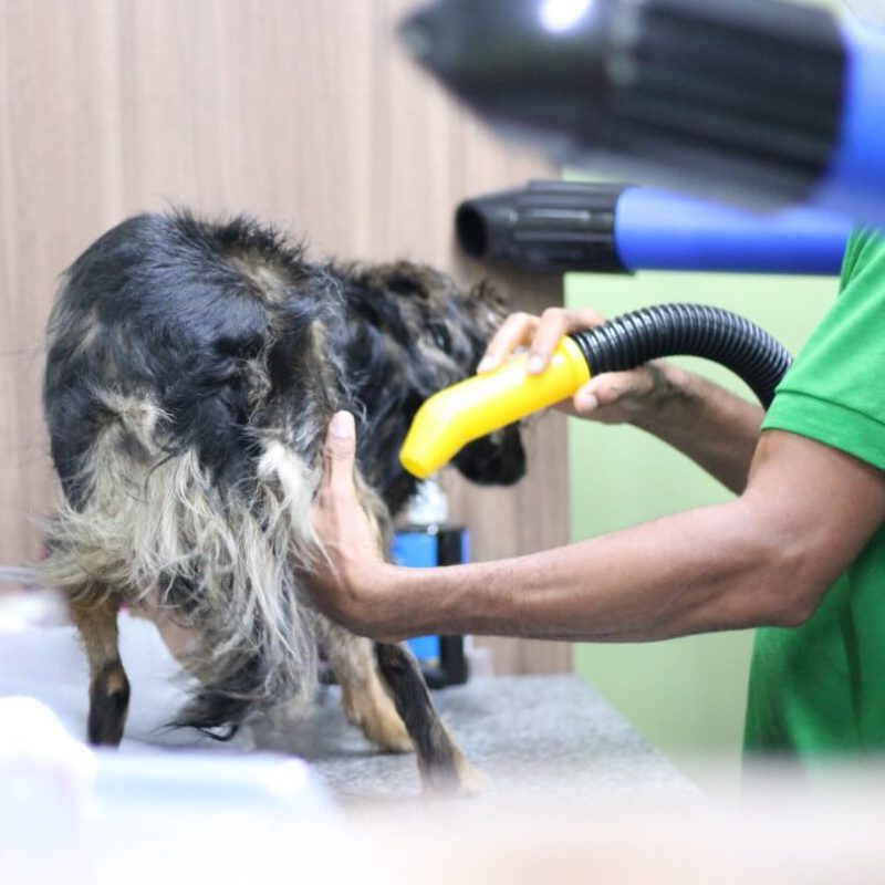 Cachorro sendo secado após banho e tosa no Salão Pet