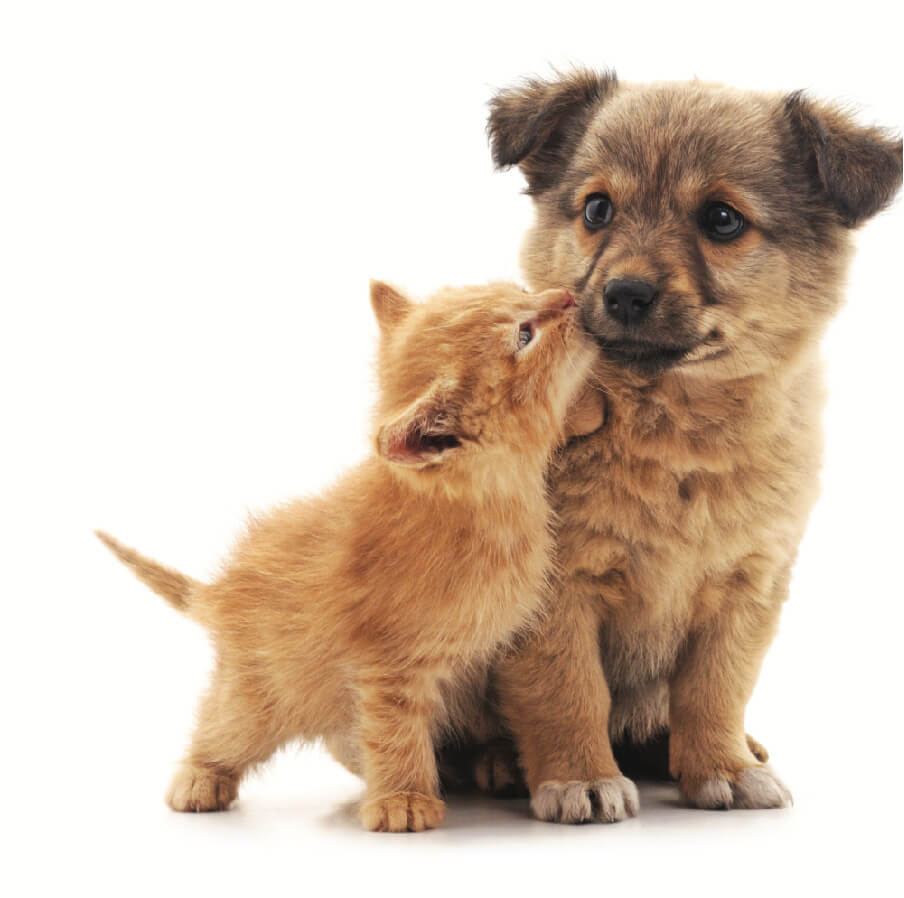 Gatinho lambendo filhote de cachorro