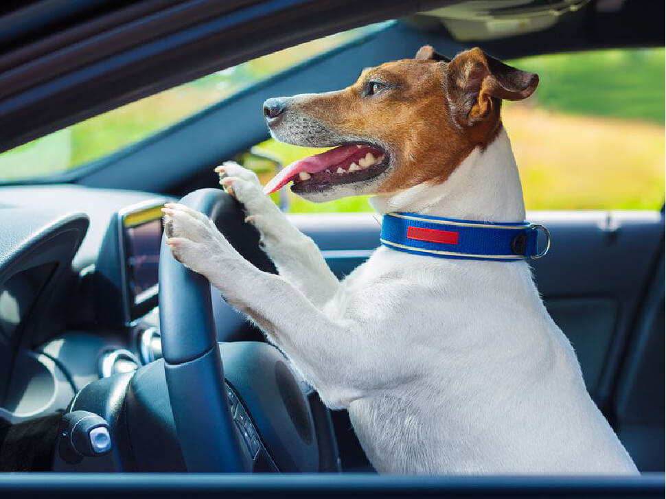 Cachorro dirigindo carro serviço leva e traz pet