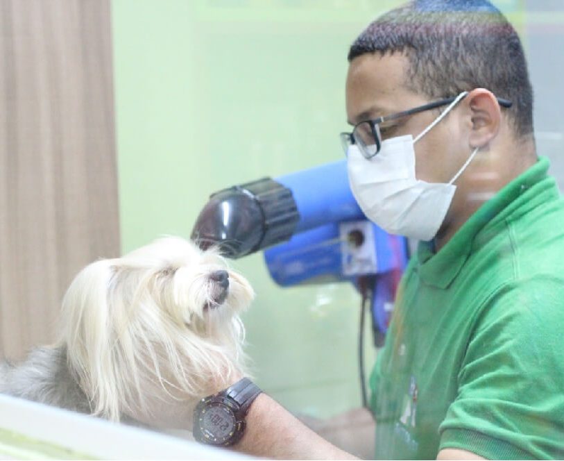 Cão sendo secado após serviço de banho e tosa no Salão Pet