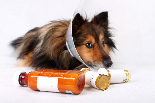 Cão em recuperação médica ao lado de remédios