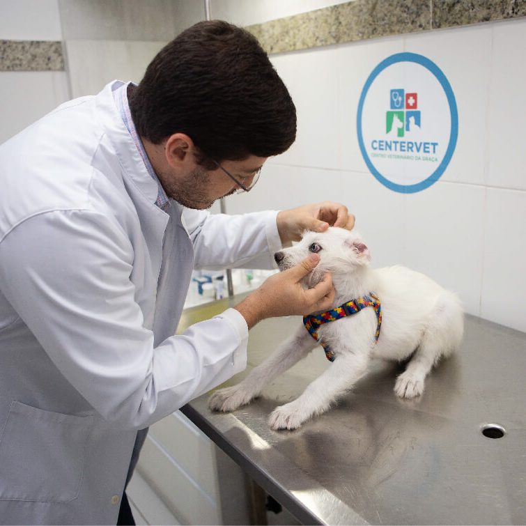 Dr. Bruno Dantas realizando exame oftalmológico em filhote