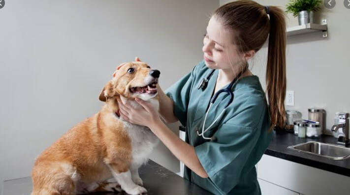 Clinica Veterinária da Centervet - Enfermeira examinando cachorro