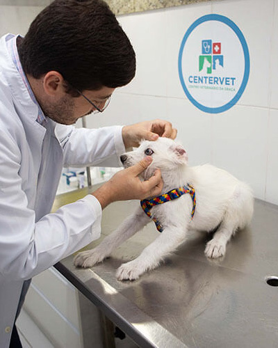 Médico Veterinário avaliando cachorro - Clinica Veterinária Centervet Salvador