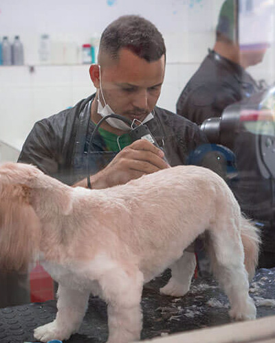 Tosa completa de cachorro no Salão Pet da Centervet Salvador