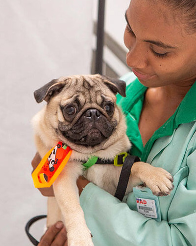 Cachorro Pug no colo de Enfermeira da Centervet Salvador