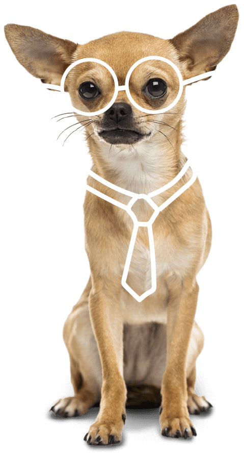 Cachorrinho com gravata e óculos - "Olá ser Humaninho"